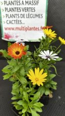 Osteospermum Spp (Marguerite Africaine) G8