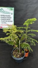 Araucaria