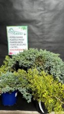 Juniperus (Genévrier)