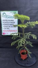 PPCONIP1LARH Araucaria Heterophylla (Pin de Norfolk) 1L