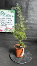 PPCONIP1LCED Cedrus Deodora (Cèdre de l'Himalaya) 1,5L