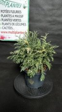 PPCONIP3LCHLPS Chamaecyparis Lawsoniana Pearly Swirls (Cyprès de Lawson) 3L