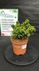 PPCONIP1LCRJY Cryptomeria Japonica Yokohama (Cèdre du Japon) 1,5L