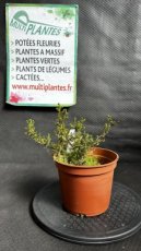 PPCONIP1LJUCR Juniperus Communis Repanda (Genévrier Commun) 1,5L