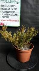 PPCONIP1LJUHAC Juniperus Horizontalis Andorra Compact (Genévrier Rampant) 1,5L