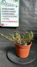 PPCONIP1LJUHBC Juniperus Horizontalis Blue Chip (Genévrier Rampant) 1,5L