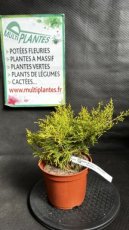 PPCONIP1LJUMGS Juniperus x Media Gold Star (Genévrier Hybride) 1,5L