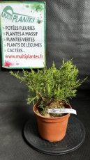 PPCONIP1LJUMOG Juniperus x Media Old Gold (Genévrier Hybride) 1,5L