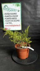 PPCONIP1LJUMPA Juniperus x Media Pfitzeriana Aurea (Genévrier de Pfitzer) 1,5L