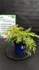 PPCONIP1LJUMPKS Juniperus x Media Pfitzeriana King Of Spring (Genévrier de Pfitzer) 2L