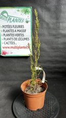 PPCONIP1LJUSBA Juniperus Scopulorum Blue Arrow (Genévrier des Rocheuses) 1,5L