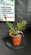 PPCONIP1LJUSBC Juniperus Squamata Blue Carpet (Genévrier Ecailleux) 1,5L