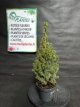 PPCONIP1LPIGC Picea Glauca Conica (Epinette Blanche) 1L