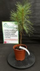 PPCONIP1LPING Pinus Griffithii (Wallichiana) (Pin Pleureur de l'Himalaya) 1,5L