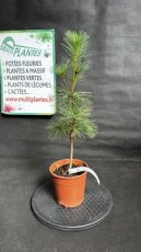 PPCONIP1LPINS Pinus Strobus (Pin de Weymouth) 1,5L