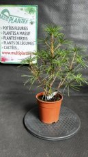 PPCONIP1LSCV Sciadopitys Verticillata (Pin Parasol du Japon) 1,5L