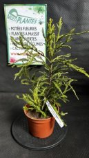 PPCONIP1LSESA Sequoia Sempervirens Adpressa (Séquoia Nain) 1,5L