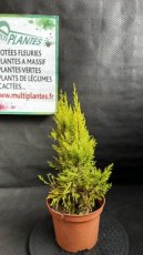 PPCONIP2LCUMG Cupressus Macrocarpa Goldcrest (Cyprès de Lambert) 2L