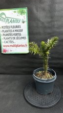 PPCONIP3LARA Araucaria Araucana (Désespoir des Singes)