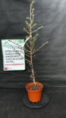 PPCONIP3LCELAG Cedrus Libani Atlantica Glauca (Cèdre de l'Atlas) 3L