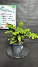 PPCONIP3LCHOFG Chamaecyparis Obtusa Fernspray Gold (Faux Cyprès du Japon) 3L