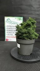 PPCONIP3LCRJY Cryptomeria Japonica Yokohama (Cèdre du Japon) 3L