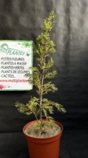 PPCONIP3LCUST Cupressus Sempervirens Totem (Cyprès de Florence) 3L