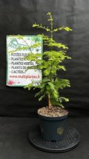 PPCONIP3LMEGG Metasequoia Glyptostroboides Goldrush (Séquoia de Chine) 3L