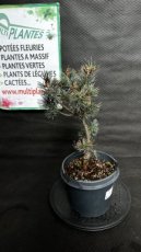 PPCONIP3LPINPN Pinus Parviflora Negishi (Pin Blanc du Japon) 3L