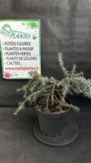 PPCONIP5LCEDFB Cedrus Deodora Feeling Blue (Cèdre de l'Himalaya) 5L