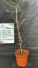 PPCONIP5LCEL Cedrus Libani (Cèdre du Liban) 5L