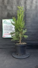 PPCONIP5LCRJHG Cryptomeria Japonica Hungarian Gold (Cèdre du Japon) 5L