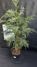 PPCONIP5LCRJJ Cryptomeria Japonica Jindai (Cèdre du Japon) 5L