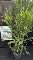 PPCONIP5LCRJK Cryptomeria Japonica Kitayama (Cèdre du Japon) 5L