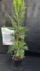 PPCONIP5LCRJL Cryptomeria Japonica Lobbii (Cèdre du Japon) 5L