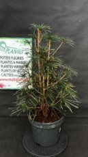 PPCONIP5LSCV Sciadopitys Verticillata (Pin Parasol du Japon) 5L