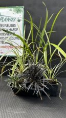 PPGRAMG09OPPAG Ophiopogon Planiscapus Aztec Grass (Barbe de Serpent) G9