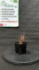 Carex Buchananii Red Rooster (Laîche de Buchanan) G9