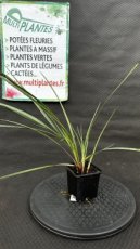 PPGRAMGO9DARC Dianella Revoluta Coolvista (Lis de Tasmanie) G9