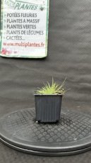 PPGRAMGO9FEGF Festuca Glauca Festina (Fétuque Glauque) G9