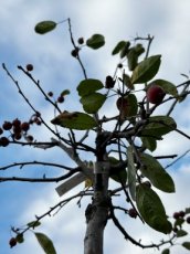 PPPEPI25LMAS Malus Sieboldii (Pommetier de Siebold)