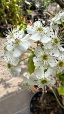 Pyrus Calleryana Chanticleer (Poirier de Chine)