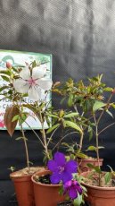 Tibouchina (Tibouchina)