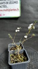 PPPEPIG09LESSF Leptospermum Scoparium Snow Flurry (Manuka) G9