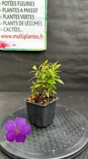 PPPEPIG09TIMGB Tibouchina x Mutabilis Groovy Baby (Tibouchina) G9