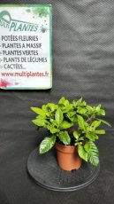 PPPEPIP1LGAJ Gardenia Jasminoides (Jasmin du Cap) 1L