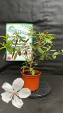 PPPEPIP1LTIMPB Tibouchina x Mutabilis Peace Baby (Tibouchina) 1,5L