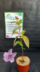 PPPEPIP1LTIOBM Tibouchina Organensis Blue Moon (Tibouchina) 1,5L