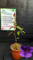 PPPEPIP1LTIOPM Tibouchina Organensis Purple Moon (Tibouchina) 1,5L