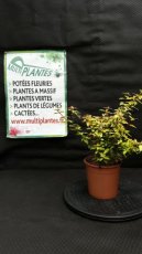 PPPEPIP2LABGK Abelia x Grandiflora Kaleidoscope (Abélie à Grandes Fleurs) 2L